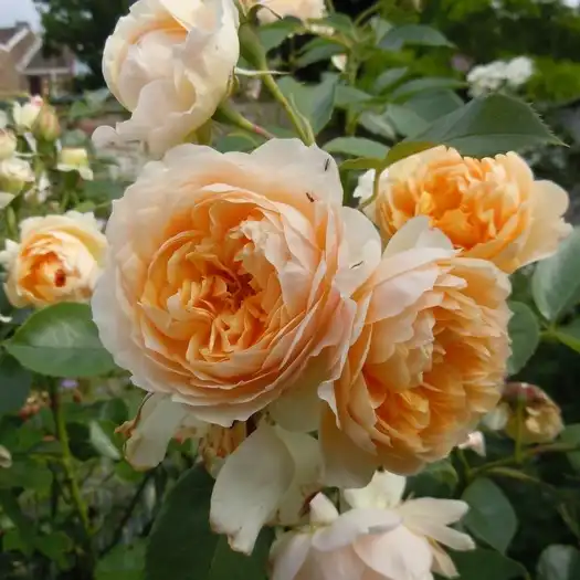 Rosa Buff Beauty - galben - trandafir de parc